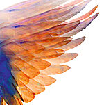 Abstrakte Darstellung eines ausgebreiteten, gefiederten Flügels.